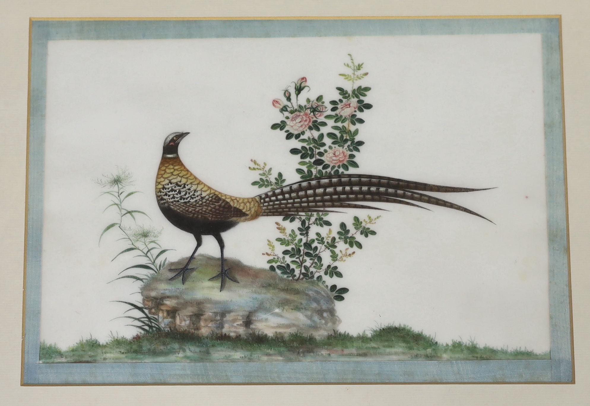 A set of thirteen Chinese pith paintings of birds perched on branches, Daoguang period (1821-50)